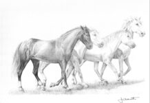 Claude Lamotte (1935–2025)